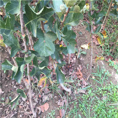 保山甜紅籽山楂苗價格 采購價格