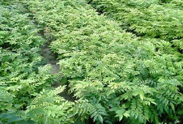 降香黃檀,降香黃檀, 花梨母樹苗, 降香黃檀樹苗生產(chǎn)供應(yīng)商 花草樹木