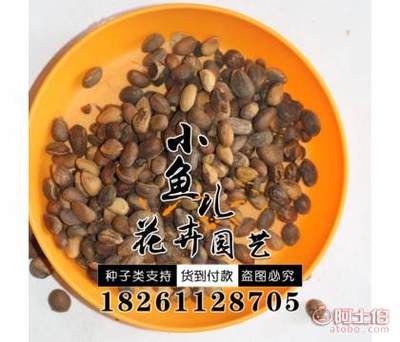 【林木種子價格廠家直銷白皮松種子銷售包發(fā)芽白皮松種子】沭陽縣扎下鎮(zhèn)小魚兒花卉園藝場 - 產(chǎn)品庫