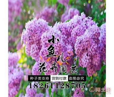 【林木種子批發丁香種子價格廠家直銷暴馬丁香種子銷售包發芽】沭陽縣扎下鎮小魚兒花卉園藝場 - 產品庫