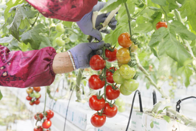 第三批國家現(xiàn)代化農(nóng)業(yè)產(chǎn)業(yè)園:上海市金山區(qū)現(xiàn)代農(nóng)業(yè)產(chǎn)業(yè)園