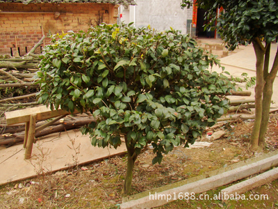 大量供應(yīng)造型優(yōu)美綠化工程小喬木海石榴茶花_經(jīng)濟(jì)林木_農(nóng)林牧漁行業(yè)_產(chǎn)品_中國(guó)特產(chǎn)網(wǎng)