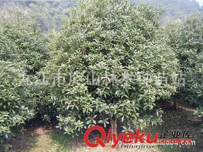 供應(yīng)桂花樹(shù) 綠化苗木 園林植物 喬木 綠化樹(shù)苗圖片|供應(yīng)桂花樹(shù) 綠化苗木 園林植物 喬木 綠化樹(shù)苗產(chǎn)品圖片由九江市廬山林木種苗站公司生產(chǎn)提供-