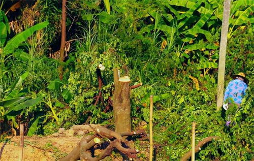 山東一農(nóng)民,砍掉自己種的700棵楊樹(shù),被判刑2年罰款一萬(wàn)元