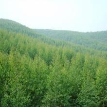 【山東桉樹(shù)種植公司】-