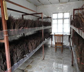 億鳴金蟬成活率高 知了猴養(yǎng)殖技術(shù)