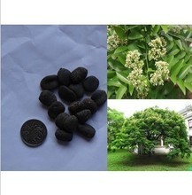 【東京木】最新最全東京木 產品參考信息