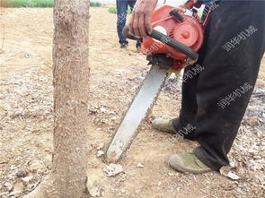 長沙 鏈條挖樹機圖片 樹木搬家挖樹機