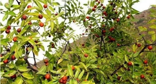 價格飆升 這種陜西 特產 火了