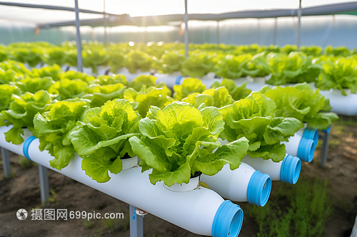 農業溫室培育的綠色蔬菜