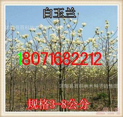 【供應:紫玉蘭紫玉蘭小苗(保質保量貨到付款】沭陽縣百科林木種子銷售部 - 產品庫