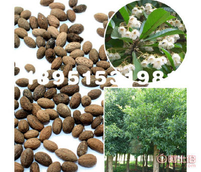 【大葉杜英林木種子花木樹種工程綠化苗木種子庭院種植基地直銷】沭陽縣瑞智花卉苗木園藝場 - 產(chǎn)品庫