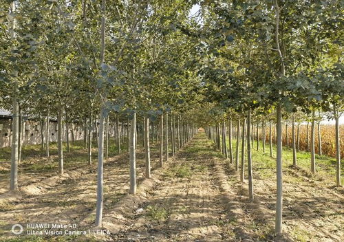 重要進展 北林大新增2個國家林木良種