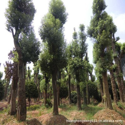 【灌木】優(yōu)價優(yōu)質(zhì)低價直銷綠化樹苗 茶花 海石榴曼陀羅玉茗花耐冬_經(jīng)濟林木_農(nóng)林牧漁行業(yè)_產(chǎn)品_中國特產(chǎn)網(wǎng)