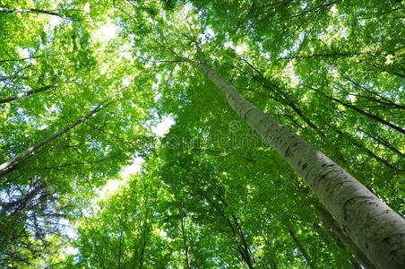 美麗的春天白樺林樹葉,晨光中的鮮葉