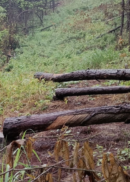 冷水灘區良木塘村村民經濟林木被砍伐無補償