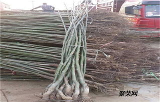 碧根果苗報價 碧根果苗繁育基地