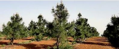 林木種質(zhì)資源發(fā)掘 創(chuàng)制與利用 策略與方法 第三期 上 姜景民