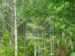 本溪市桓仁縣黑溝鄉石虎子村林木