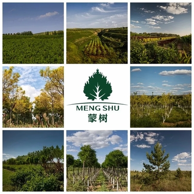 喜訊 | 蒙樹董事長兼總裁趙全生榮獲呼和浩特市優秀民營企業家榮譽稱號