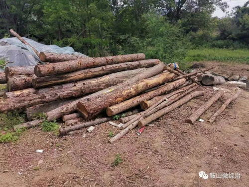 岫巖公安破獲特大濫伐林木案 盆景生態背后的警鐘