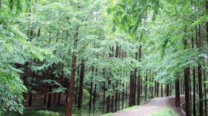 浙江部署國家重點林木良種基地發展任務 聚焦盆景產業升級