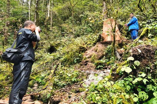 寶興破獲一起盜伐林木案，嫌疑人還非法采挖野生花卉
