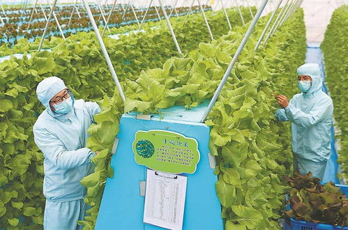 氣霧栽培技術在蔬菜培育中的應用 節本增效的新路徑