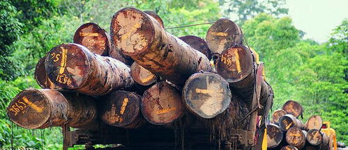 榮興原木家裝定制 雙11匠心鉅惠，尊享自然品質(zhì)生活